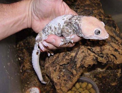 Tokay Gecko