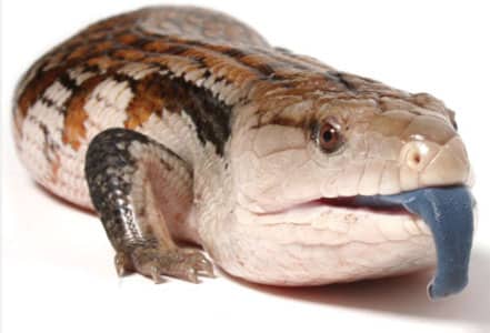 Blue-Tongued Skink Sexing