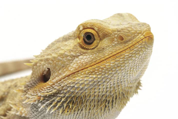 bearded dragon color chart