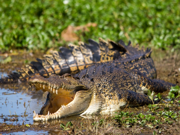 Indonesian Anti-Drug Czar Wants Crocodiles To Guard A Future Prison