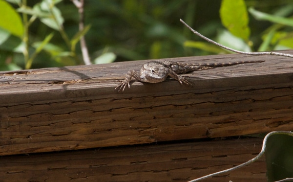Herping the Western Fence Lizard at Aliso and Wood Canyons Wilderness Park