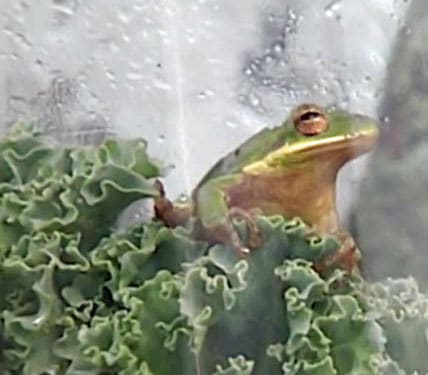 Illinois Man Finds Frog In Kale, Keeps It As Pet