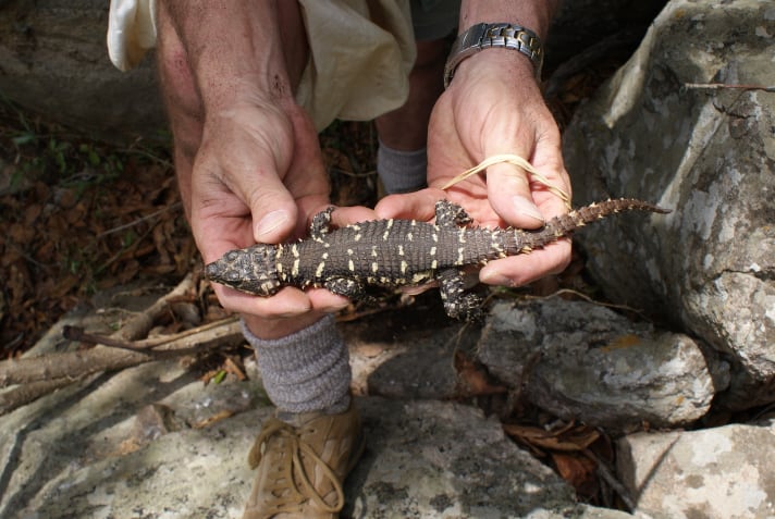 New Species Of Dragon Lizard Discovered In Southern Africa