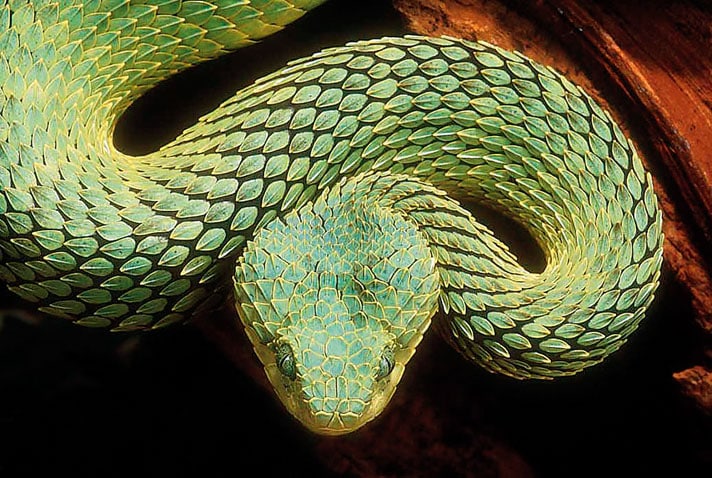 Same species, different colours (atheris squamigera) : r