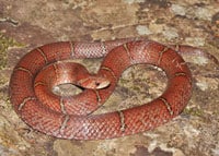 Egg-Eating Snake Species Discovered In Cambodia