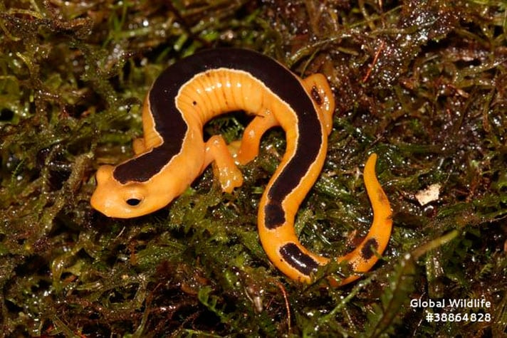 Jackson’s Climbing Salamander Rediscovered After 42 Years Missing