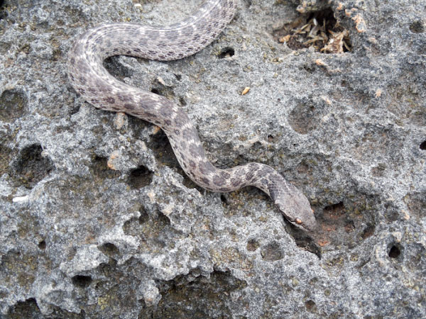 Clarion Nightsnake Rediscovered On Mexico's Clarion Island
