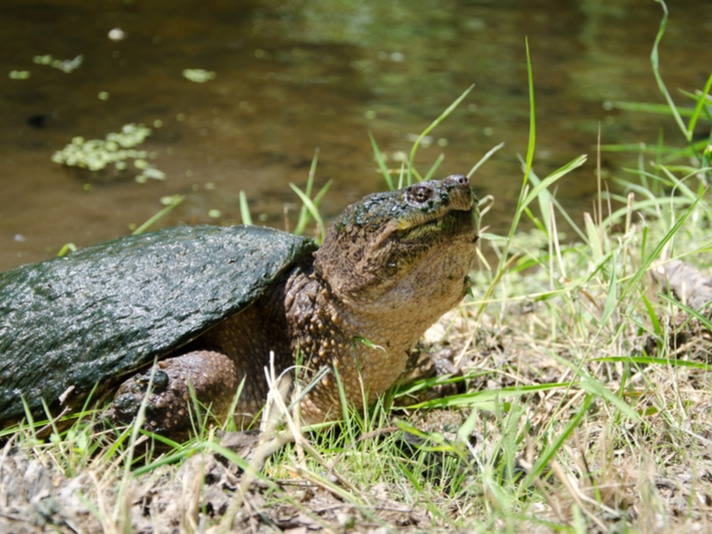 Ban On Collection Of Snapping Turtles, 13 Other Species Urged In Arkansas