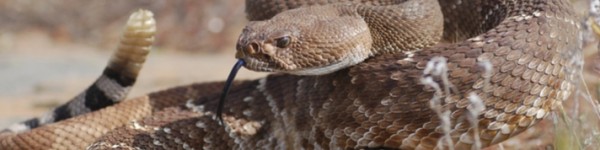 Rattlesnake Shutterstock 374437252