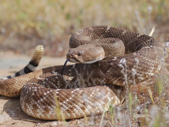 What To Do If A Rattlesnake Bites You