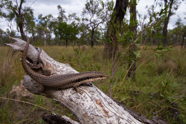 Lizards Exposed To Varying Weather Patterns Make Them More Adaptable To Climate Change