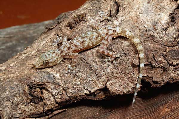 New Species of Hemidactylus Gecko Discovered in India