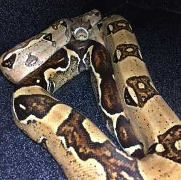 Boa Constrictor Found With Broken Jaw Recovers And Is Awaiting Forever Home