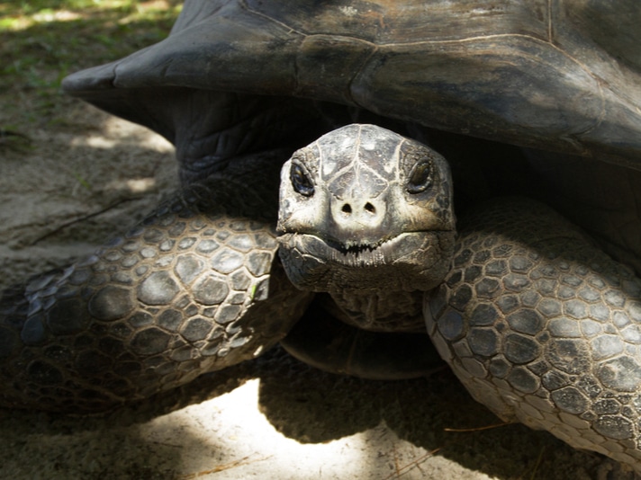 Alex, The Aldabra Tortoise At The National Zoo, Dies At 100
