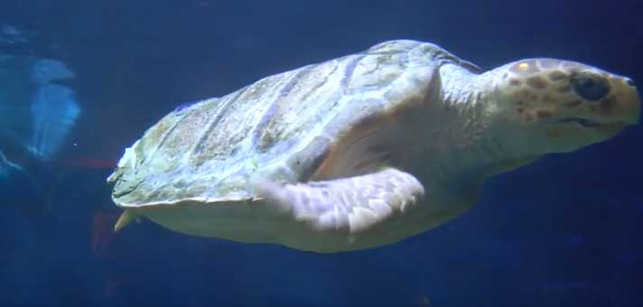 Loggerhead Sea Turtle Gets 3D Printed Shell Brace