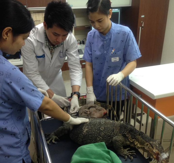Strangers Come Together to Help Monitor Lizard Hit By Car in Bangkok