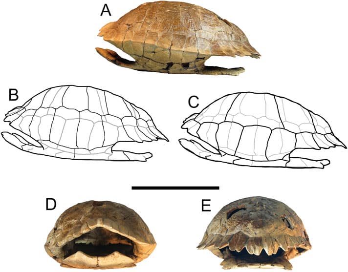 Researchers Discover Ancient Relative Of Red-Eared Slider