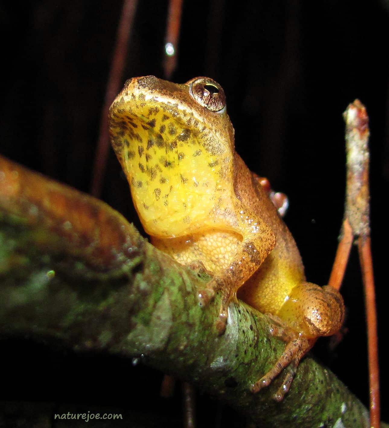 Herping the Southern Spring Peeper