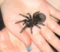 Brazilian black tarantula