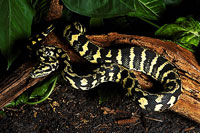 Carpet Python