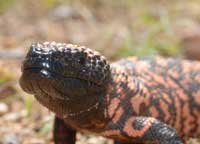 Gila Monster