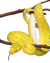 Green Tree Python