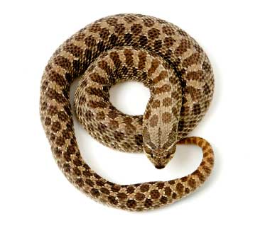 Zombie snake': Eastern hognose plays dead to avoid predators