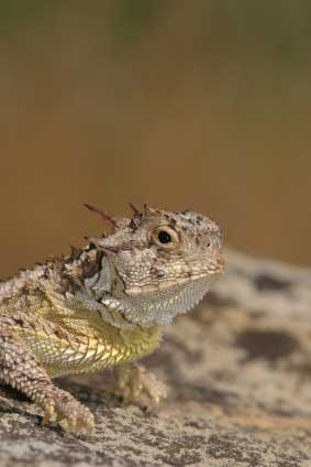 horned lizard 