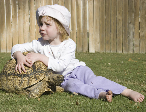 Portable tortoise outlet enclosure