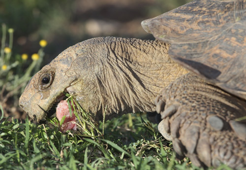 The best outdoor tortoise pens will provide tortoises with grazing opportunities