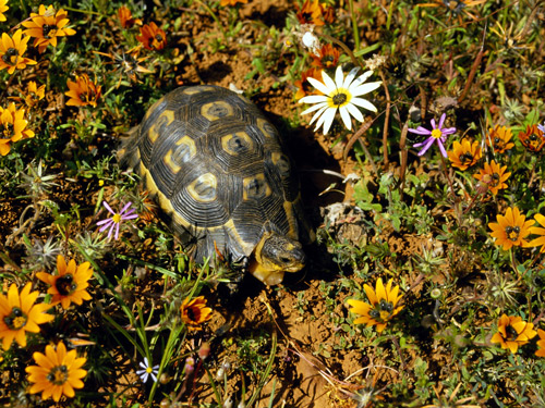 outdoor tortoise pens