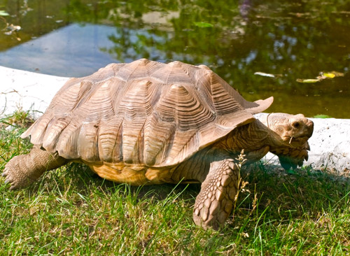 outdoor tortoise pen 