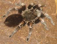 Peruvian giant orange stripe tarantula