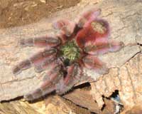 Antilles pinktoe tarantula