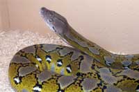 Male platinum reticulated python