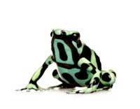 dart frog