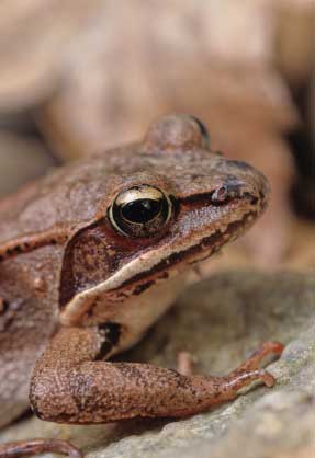 wood frog