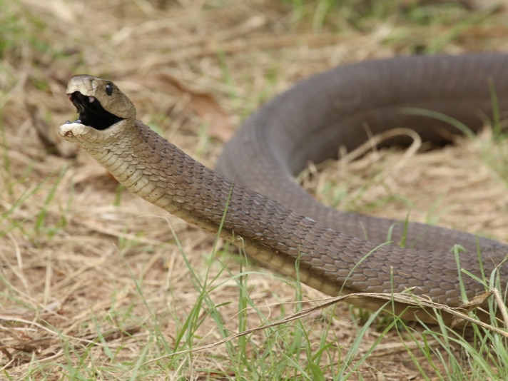 venomous snake Black Mamba 