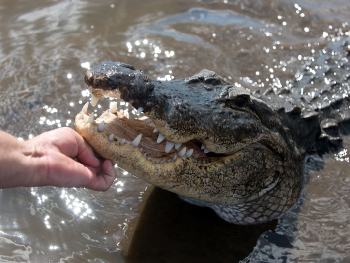 Texas A&M University Graduate Takes Grad Photo With Her Alligator Friend