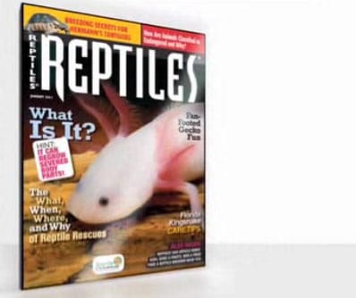 REPTILES Magazine January 2011 Sneak Preview