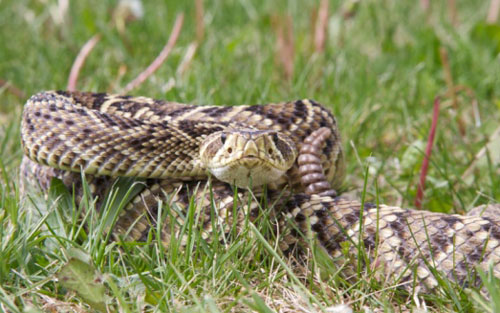 eastern diamondback rattlesnake