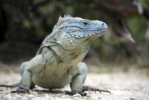 grand cayman blue iguana 