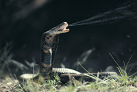 Spitting Cobra