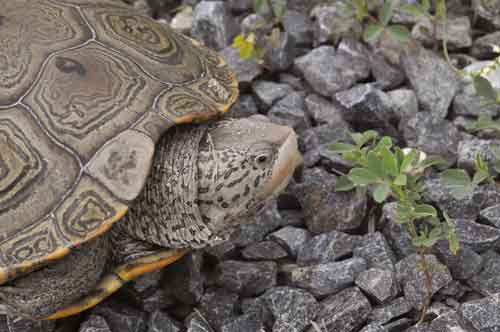 Turtles Cause Delays At Kennedy International Airport