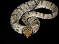 New Pit Viper Called One Of World's Smallest Discovered In China