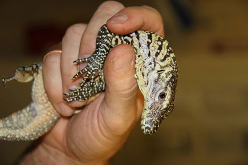 young komodo dragons