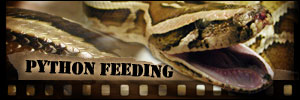 Python Feeding