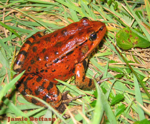 California red-legged frog