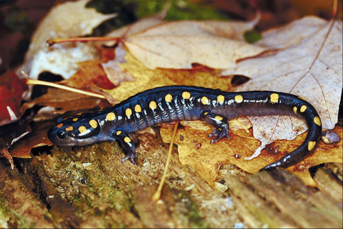 The Yellow-Spotted Salamander (Ambystoma maculatum) Care and Info – Crazy  Plants Crazy Critters