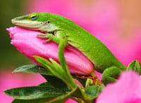 The Humble Green Anole